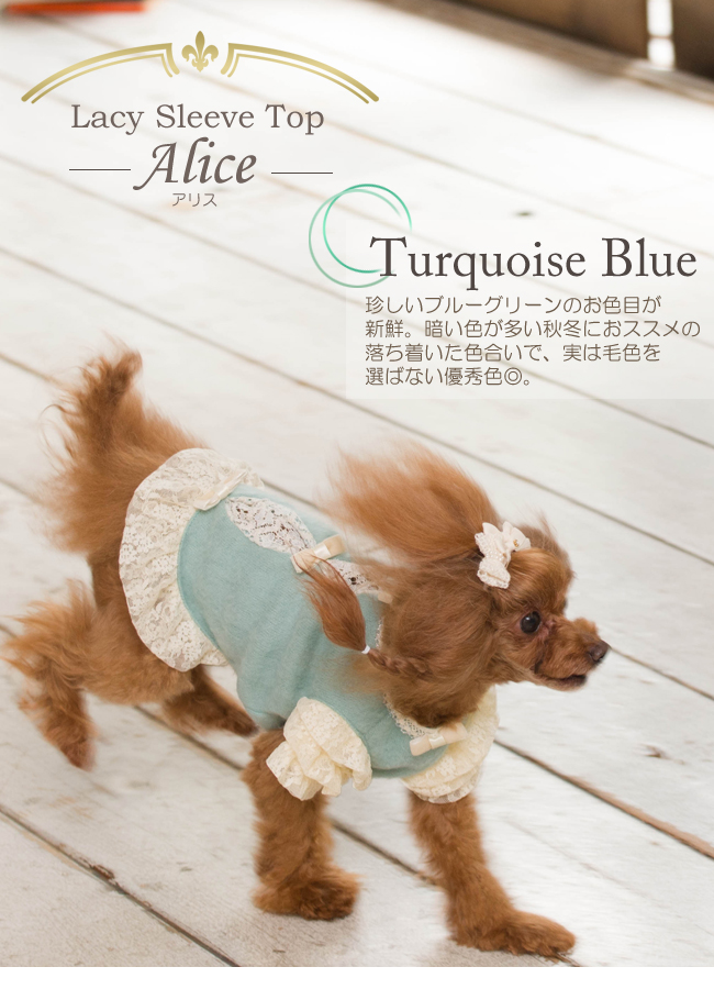 Alice(アリス)のターコイズブルー。毛色を選ばない優秀色。