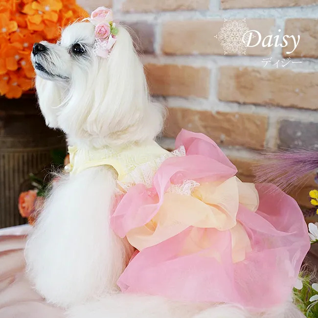 ディジー(Daisy)
