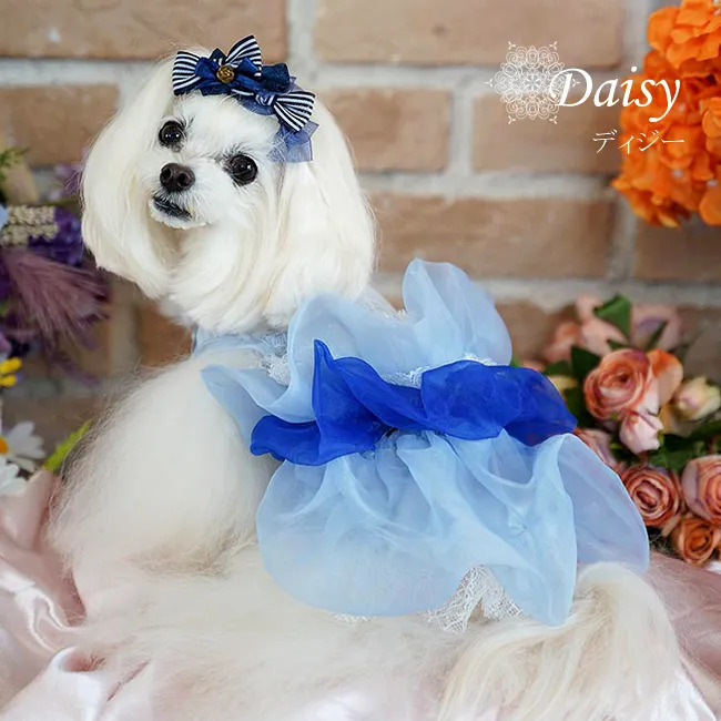 ディジー(Daisy)